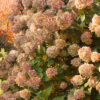 Limelight-A - Grasshopper Gardens