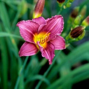 Little Grapette Daylily