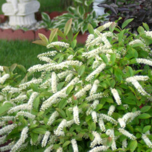 Little Henry Sweetspire