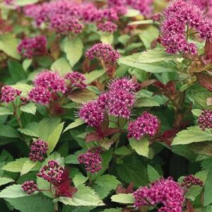 Magic Carpet Spirea