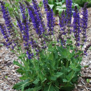 May Night Salvia