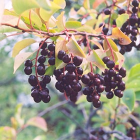 MayDay1 - Grasshopper Gardens