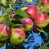 Photo of ripe organic McIntosh apples on a tree. - Grasshopper Gardens