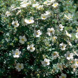 McKay's White Potentilla