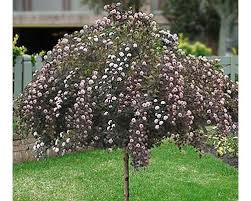 NinebarkSummerWineTree - Grasshopper Gardens