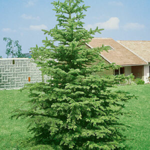 Norway Spruce
