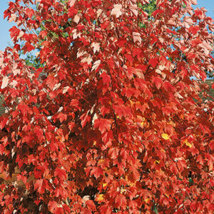October Glory Maple