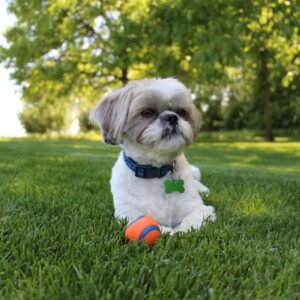 Organic - Grasshopper Gardens