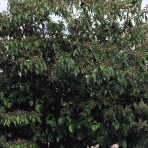 Pagoda Dogwood