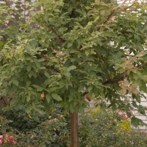Paperbark Maple