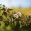 Photo of: Amber Jubilee Ninebark Tree