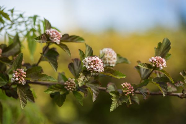 Photo of: Amber Jubilee Ninebark Tree