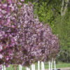 Pink-Spires-Crabapple - Grasshopper Gardens