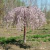 Pink-snow-Sh-Cherry