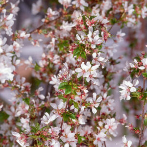 Photo of: Snow Fountains Cherry Tree