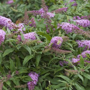 Pink Delightful Butterfly Bush