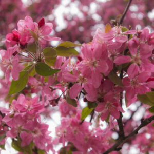 Purple Prince Crabapple