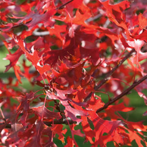 Photo of: Northern Pin Oak Tree