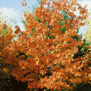 Photo of: Northern Red Oak