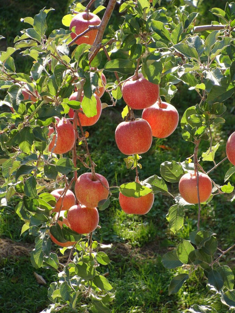 Red Fuji Apple - Grasshopper Gardens