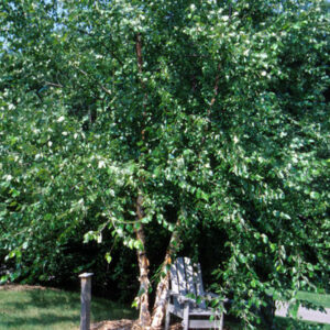 River Birch-Single Stem