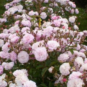 RoseEasyEleganceheadoverheels1 - Grasshopper Gardens