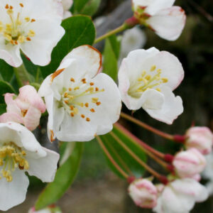 Sargent-Crabapple-1 - Grasshopper Gardens