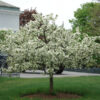 Photo of: Sargent Crabapple