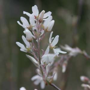 Autumn Brilliance Serviceberry - Shrub