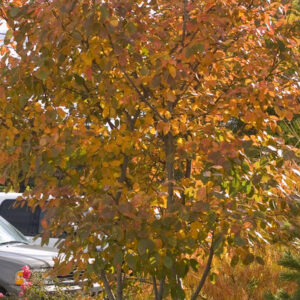 Autumn Brilliance Serviceberry