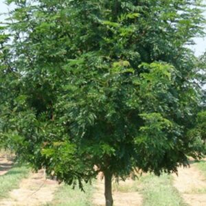 Skyline Honeylocust