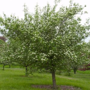 Snowbird-Hawthorn - Grasshopper Gardens Photo of: Snowbird Hawthorn