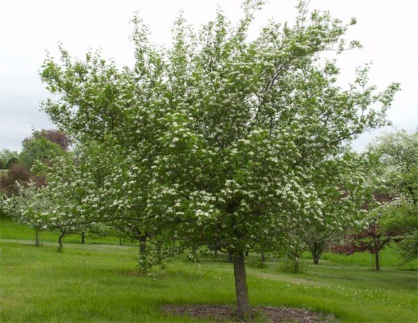 Photo of: Snowbird Hawthorn