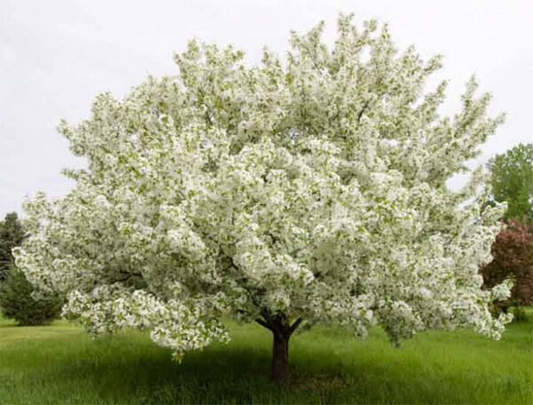 Photo of: Snowdrift Crabapple