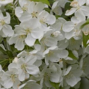 Snowdrift1-1 - Grasshopper Gardens