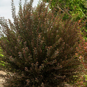 Spicy Devil Ninebark