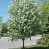 Photo of: Spring Snow Crabapple