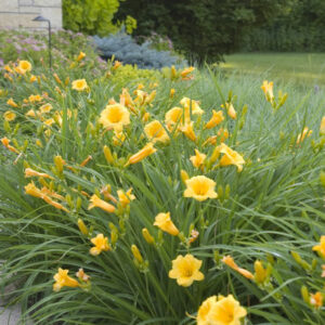 Stella-Daylily - Grasshopper Gardens