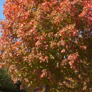 Sugar-Maple-tree - Grasshopper Gardens