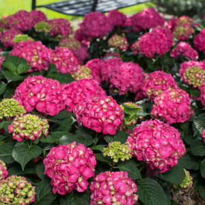 Endless Summer Summer Crush Hydrangea