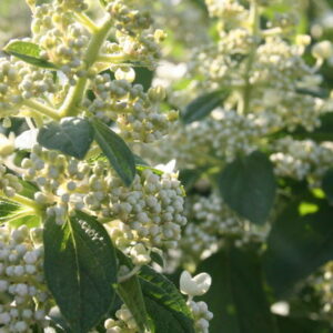 Sweet Summer Hydrangea