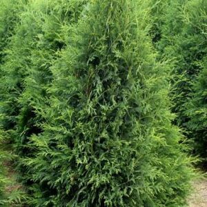 Arborvitae 'Techny'