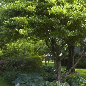 Thornless Cockspur Hawthorn
