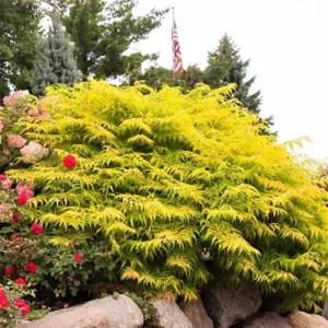 Tiger Eye Sumac