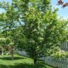 Photo of: Toba Hawthorn