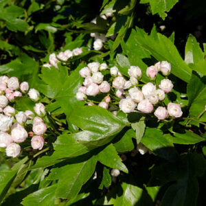 Toba-hathorne - Grasshopper Gardens
