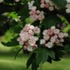 Toba Hawthorn Blossoms