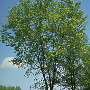 Photo of: Valley Forge Elm