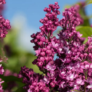 Virtual Violet Lilac