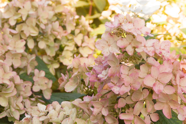 White-Diamond - Grasshopper Gardens